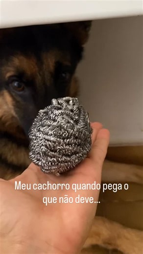 Apólo on Instagram: "Ele pensou que era uma bolinha 🤏🥹 . . #pastoralemão #pastorcapapreta #pastoraleman #pastorbelga #pastoralemao"