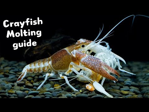 Pet Crayfish Molting Guide || 5 Essential Tips!