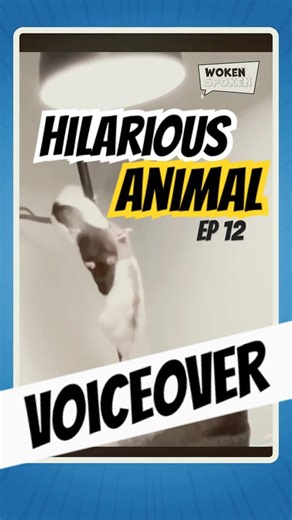 Hilarious Animal Dubs Ep 12 #shorts #comedy #funnyanimals #funnyvoiceover #snake #hamster