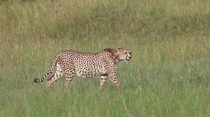 Nagol heading to northern side She is fully belly | Maurice Tirason Tira