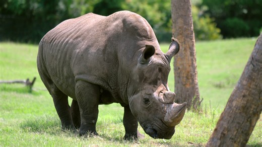 Jacksonville Zoo's Archie, the oldest male of his rhino species in care, dies at 55