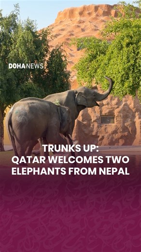 Nepal’s gifted Asian elephants for Qatar finally arrived at the Al Khor Park on Saturday in a gesture signifying the depth of relations between both countries. The elephants include a seven-year-old female, Rudra Kali, and a six-year-old male, Khagendra Prasad, both weighing up to 1,200kg. Have you had the chance to welcome the new jumbo guests yet? #qatar #doha #news #elephants #nepal | Doha News