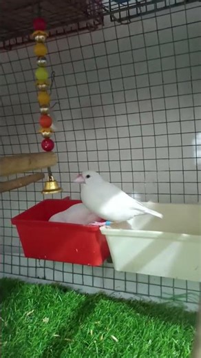My cutie 🥰 Java Sparrow Bird 🐦‍⬛♥️ #javasparrow #birds #javaee #javabird #birdwing