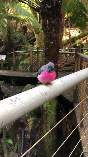 Rare Pink Robin Sightings in Australia