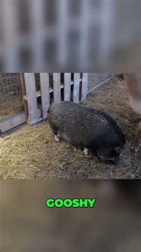 Pigs: Strong Animals, Not Just Fat, Explained! #shorts