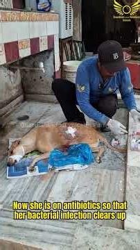 Due to a bacterial infection, an abscess had formed #rescue #dog# #supportrescue