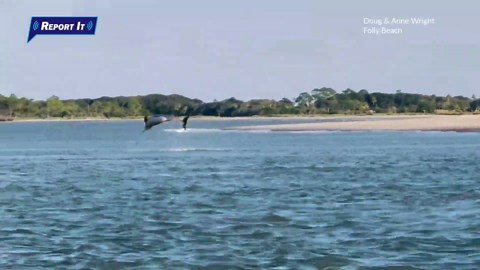 REPORT IT: Video shows dolphin show near Folly Beach