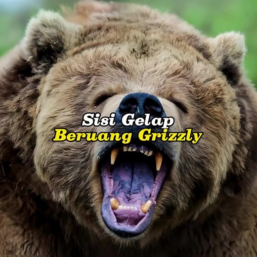 Beruang Grizzly: Predator Agresif dengan Sifat Sadis dan Menakutkan