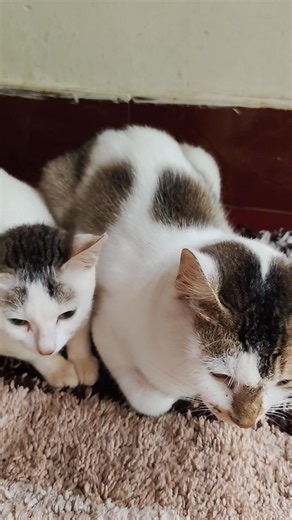 മഴത്തുള്ളി 💧 | ആങ്ങളയും പെങ്ങളും 😻😻 #cat #kitty | Instagram