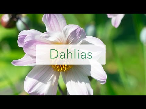 Dahlia Tubers from Peter Nyssen to buy this spring for summer time flowers