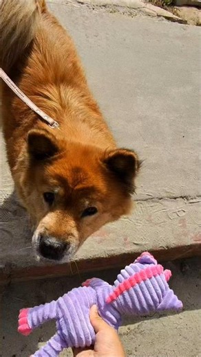 I found this pup cruising the beach for a dog toy test 🐶🌊