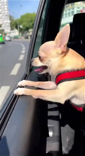 9 3Ultimate Funny Animal Mix!"😂#shorts #shortvideo