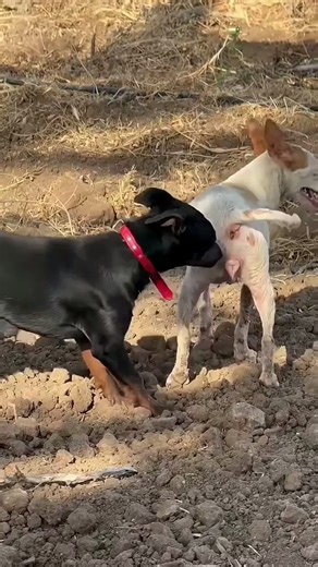 Introducing the "VitalWear SmartBand," a next-generation wearable gadget🎉