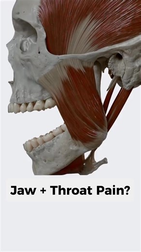 Does your jaw pain also show up with throat tension? 💡 Why This Happens: The muscles on the floor of the mouth (especially the mylohyoid) are supposed to lift the hyoid bone and create a steady base for the tongue. When they spasm instead of supporting, the tongue has a harder time pushing food or pills back, and the hyoid doesn’t glide the way it should; which is why people feel that “lump in the throat” even when nothing is there. 🔥 1. Muscle Releases Working under the chin and dragging down
