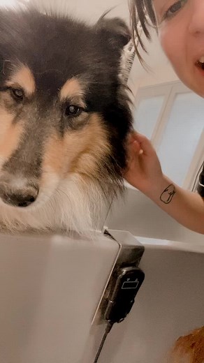 Shetland Sheepdog Grooming Tips and Techniques