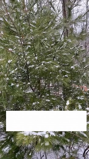 Turn up volume to hear the snow fall and wind blow. #vermont #vtsnow #vtwinter #backcountryskiing #snowshoeing | Blueberry Hill Inn