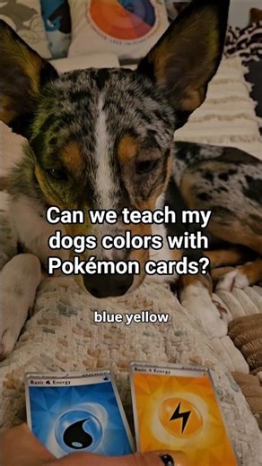 Can we teach my dog colors worh Pokémon cards? Day 1 #pokemoncards #dogtricks