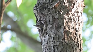 9.8K views · 1K reactions | A Northern Flicker nestling calls from the nest cavity. The first part of the video with the "kleer!" calls is in real time, the second part with nestling trying to lick flying bugs out of the air is in slow motion. | Jocelyn Anderson Photography | Facebook