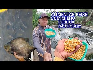 Feeding fish with corn, can or can't you?