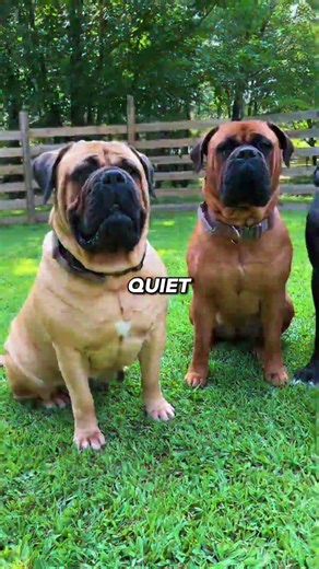 5 Best Family Protection Dogs