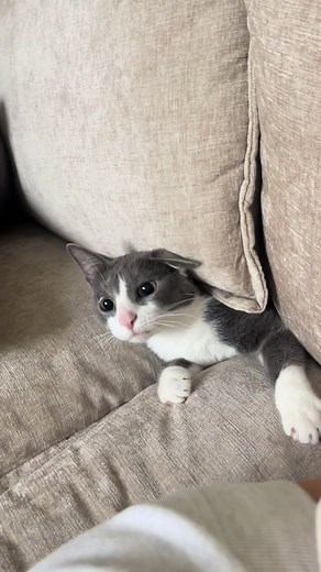 Cat Saying Hello and Goodbye Compilation