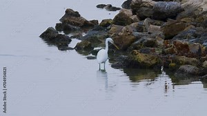 White heron wading in water next to rocky shore