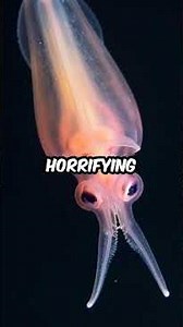 "The Tiny Sea Creature That Inspired the Alien Xenomorph!"👽🌊