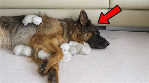 11K views · 221 reactions | German Shepherd Gives Birth Then Doctors Realize They're Not Puppies! | Game Changer | Facebook
