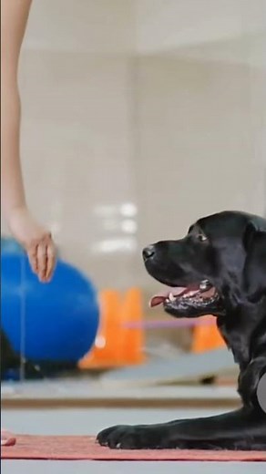 The Most HILARIOUS Dog Training Fails
