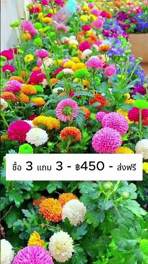 เมล็ดพันธุ์ดอกไม้ 21 ชนิด ปลูกง่าย ดอกบานสวยทุกฤดู