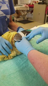 5.3K views · 135 reactions | The Vet Files - Mallard Duck Receives...