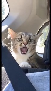 3.8M views · 141K reactions | When your cat loves singing with you 凉❤️ | My Feline Buddy | Facebook