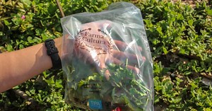 Enfin une alternative écologique au plastique : cet emballage ultra-résistant est biodégradable !