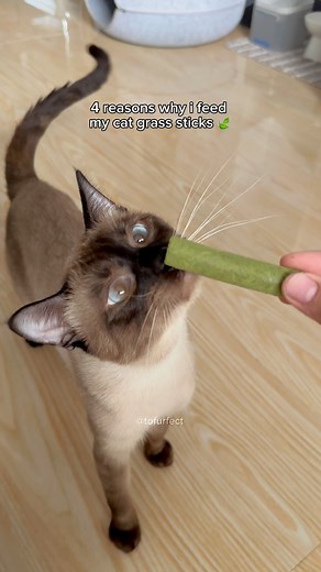 4 benefits of cat grass sticks for cats! 🍃 #cats #catreels #catsfacebook #catsoffb #catoftheday #catgrass #catlife #cutecats #funnycats #tofurfect | TOFU