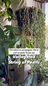 6.7K views · 115 reactions | This is my favorite way to propagate...