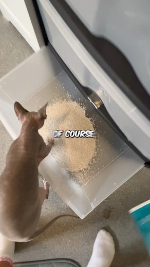 1.1M views · 7.4K reactions | Diy litter box朗 | Itzshauni | Facebook