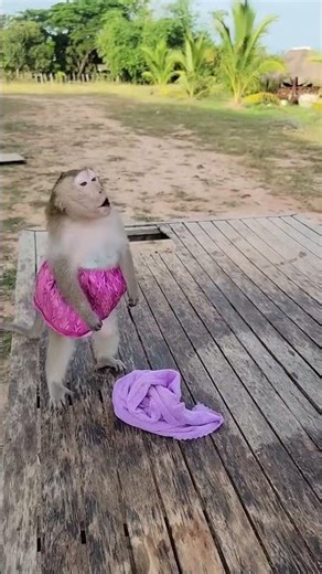 What's wrong with Shally? 😮🙉 #monkey#cute #yaya #shally #funny #animals