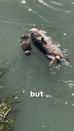 Cutest Fact Ever: Sea Otters Cuddle in Their Sleep! ❤️💤