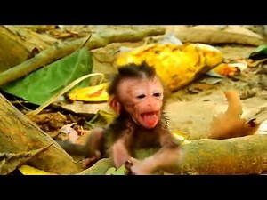 Newborn baby monkey just born mom abandoned,newborn need mom cry nearly die