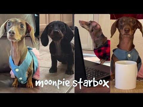 Chapter 8: Moonpie Starbox Tik Tok Compilation