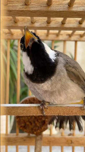 تعليم البلبل التغريد #تغريد_بلبل #بلبل_العراق #bulbul