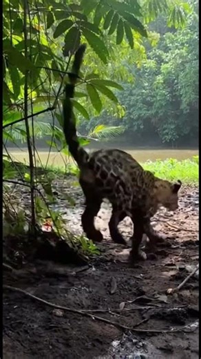 Capybara Escapes Jaguar Attack in Real-Time Amazon Footage
