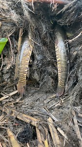 7.6M views · 10K reactions | Amazing fish searching video | MR Fishing Life | Facebook