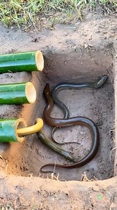 Making eel traps in the forest. #adventure #Survival | Udin