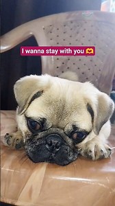 Don't leave me alone🥺😕😢#shorts#pug#petlover#dogs#cute#viralshorts#funny#adorable#pugshorts#pets#dog