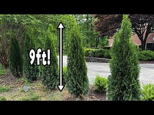 How to grow TALL emerald green arborvitae fast and easy: UPDATE!