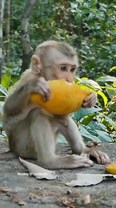 Lynx's Eating Mango | Monkey Of Cambodia