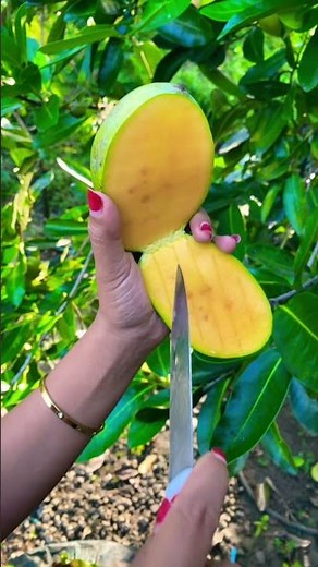 Fres Mangga #mangga