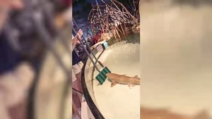 6.7K views · 78 reactions | Happy start of Shark Week! 麗 From...