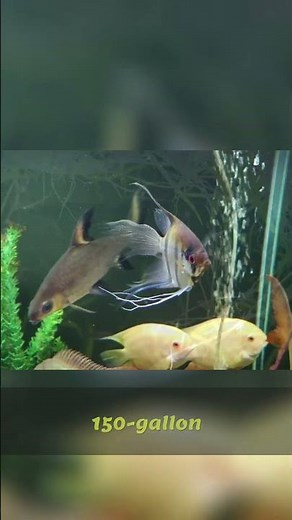 Stunning Angelfish Varieties: Beyond Cichlids!